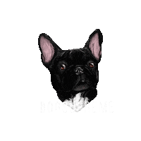 Dogs_Supreme frenchie bully frenchielove dogssupreme Sticker