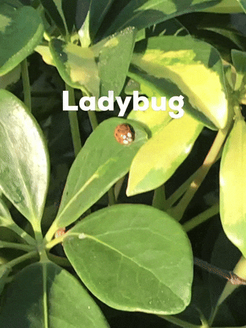 drstrangei44 giphycreatortest ladybug GIF