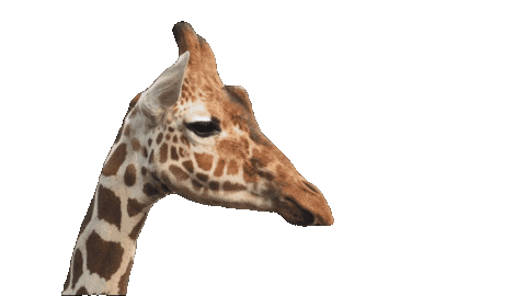 Giraffe Eating Sticker by PEACS