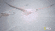 flying national geographic GIF by Nat Geo Wild