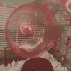 GIF by Giffffr