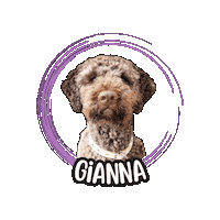 Lagotto Sticker by Asilo per cani Dog'sMind