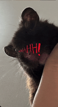 Saraaaaa777 shock wooo hamister GIF