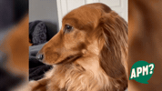 Dog Wtf GIF by Alguna Pregunta Més?