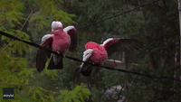 Preening Galahs Make the Most of Downpour