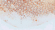 cephalopod GIF