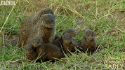 Friends Family GIF by BBC Earth