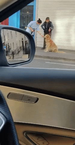 cuteanimalland giphyupload GIF
