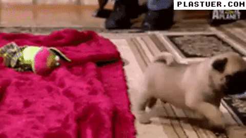 giphyupload GIF