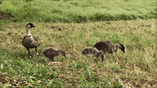 Birds Eating GIF by U.S. Fish and Wildlife Service