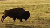 North Dakota State Bison GIF by NDSU Athletics