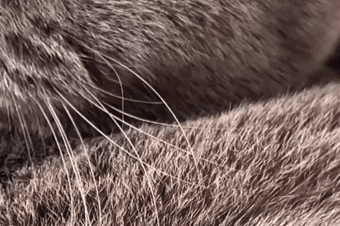 Kitten Bsh GIF