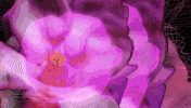 Pink Glitch GIF by Crystal Beiersdorfer