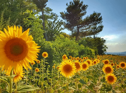 valiecevennes giphygifmaker GIF