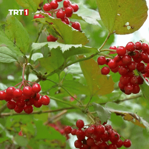 Flowers Eat GIF by TRT