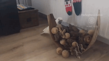 Cheeky Cockatoo Makes a Mess of Household Decorations