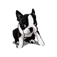 Bostonterrier Sticker