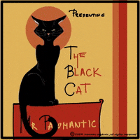 Black Cat Cats GIF