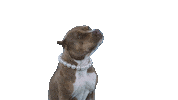 Pit Bull Dog Sticker by whyrichmondisawesome