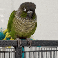 Head Tilt What GIF