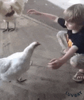 love cute animal i love you chicken GIF