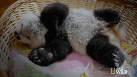 Wildlife gif. We are looking down at a baby panda that sleeps on its back in a wicker basket. One black paw kicks as it rests peacefully. 