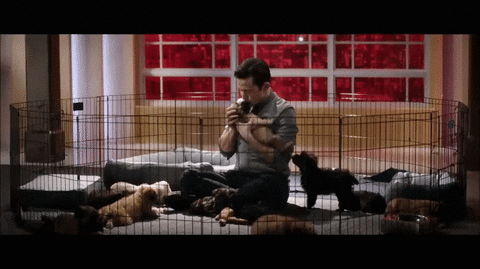 puppies playing GIF