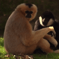 GIF by Planckendael