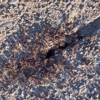 Hungry Bugs GIF