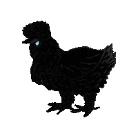Chickens Silkies Sticker
