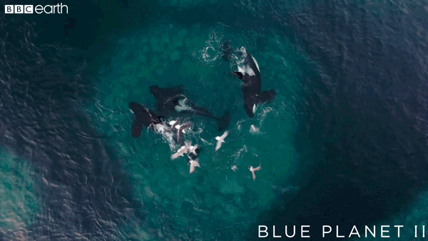 blue planet eating GIF by BBC Earth