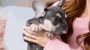 RosannaPansino cute dog dogs puppy GIF