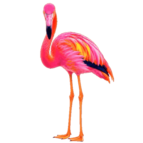Pretty Bird Pink Sticker