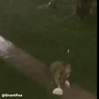 Rain GIF
