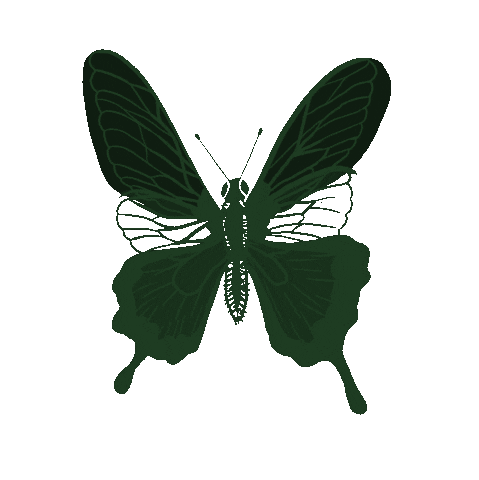 Illustration Butterfly Sticker
