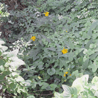 Blooming Time Lapse GIF by Trevor Anderson