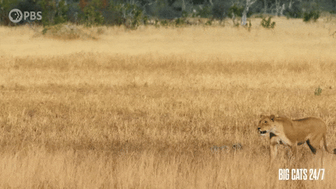 Pausing Season 2 GIF by PBS