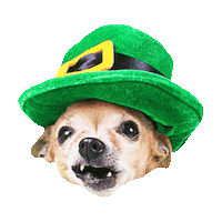 st patricks day laughing Sticker