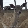 Sniffing Little Deer GIF by Wondeerful farm