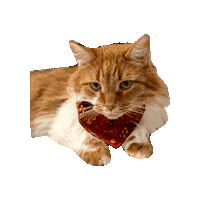 Harry Potter Cat Sticker by Geekster Pets