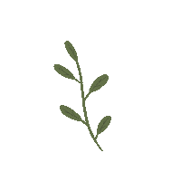 cyyuuu nature green leaves leave Sticker