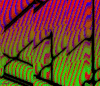 GIF by Michel Poisson