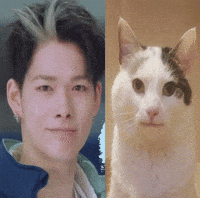 Cat GIF