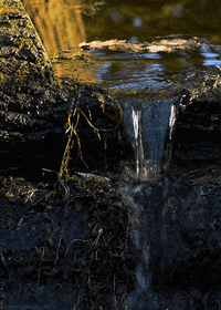 Water Forest GIF