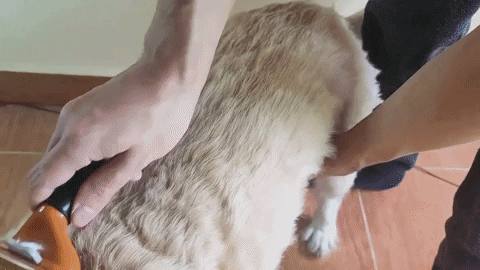 Tupromostore giphygifmaker GIF