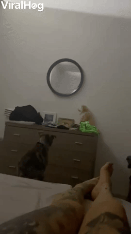 When Your Dog Wants to Parkour