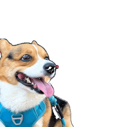 Dog Please Sticker