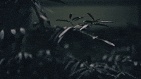 plant in the wind