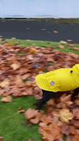 Bulldog Enjoys Rolling on Seattle’s Autumn Leaves