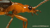 GIF by KQEDScience